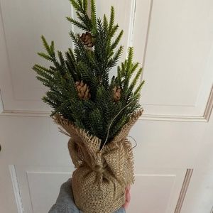 Plant house/room decor